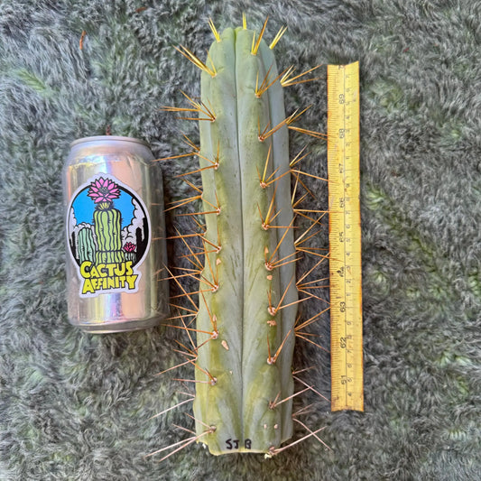 SJB bridge - one 10” tip cut - live cactus plant