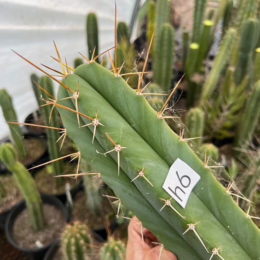 SLOPS - h6 14” tip cutting - live cactus plant