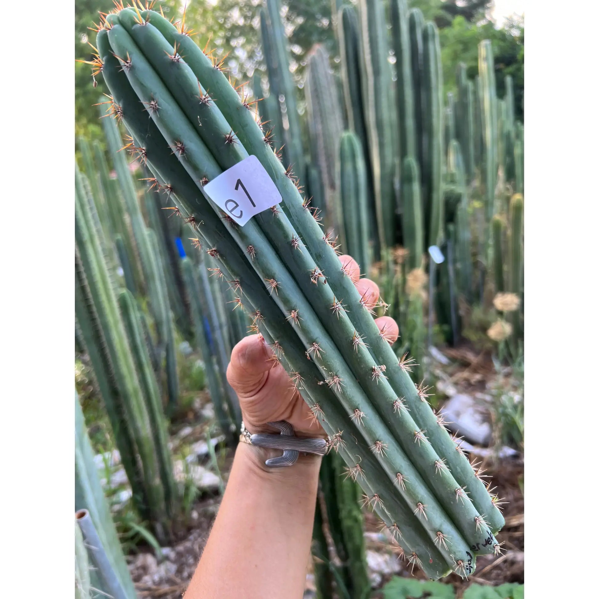 Spiderweb - e1 14” tip cut - live cactus plant