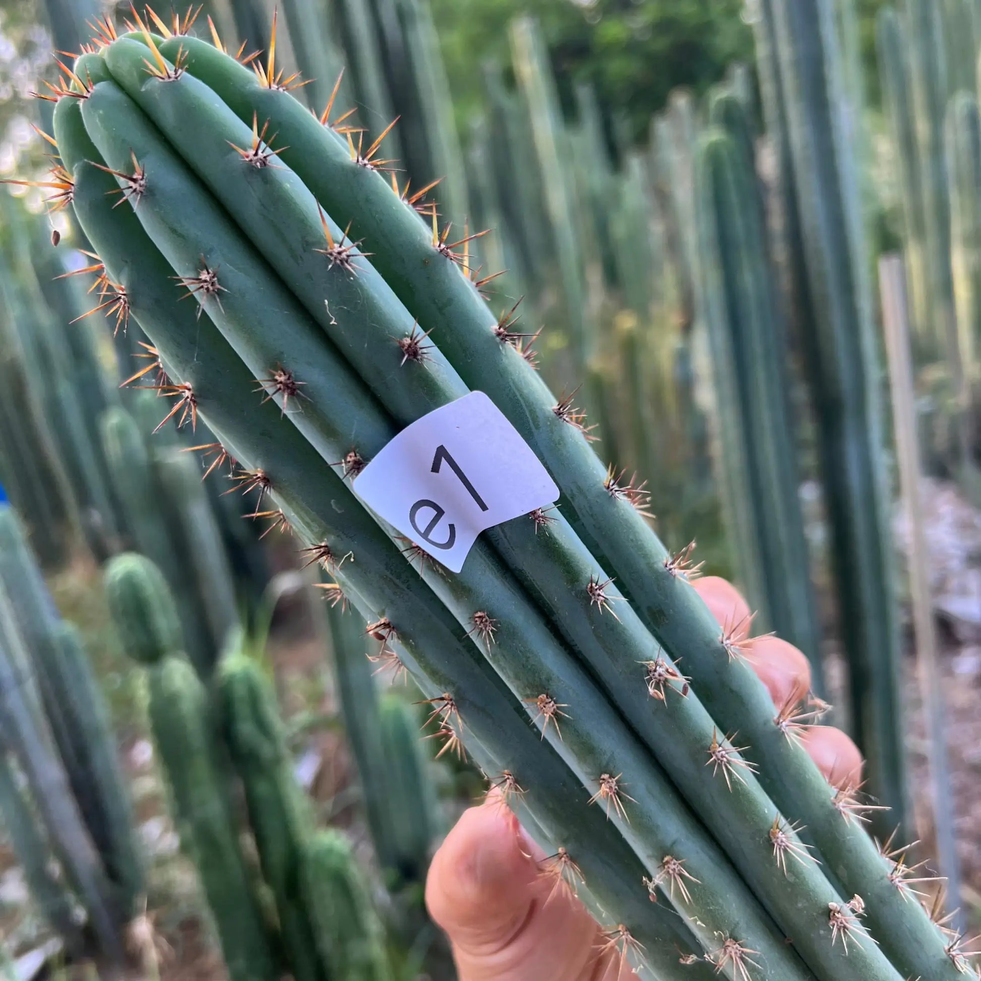 Spiderweb - e1 14” tip cut - live cactus plant