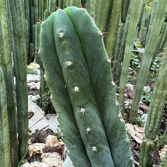 spineless matucana - e1 14” tip cutting - live cactus plant