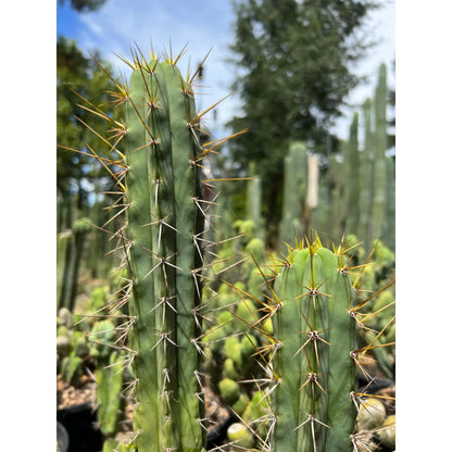 spiny pach - o0 10” tip cutting - live cactus plant