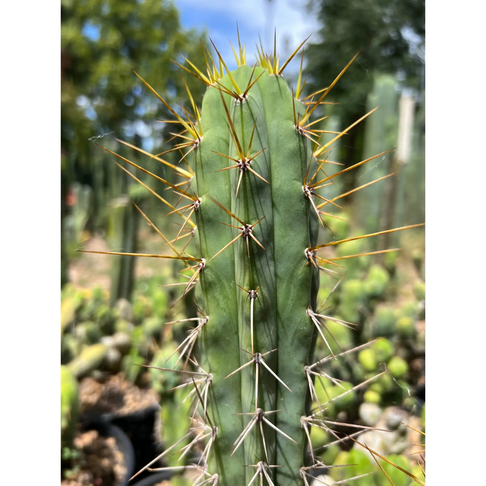 spiny pach - o0 10” tip cutting - live cactus plant
