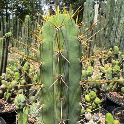 spiny pach - o0 10” tip cutting - live cactus plant