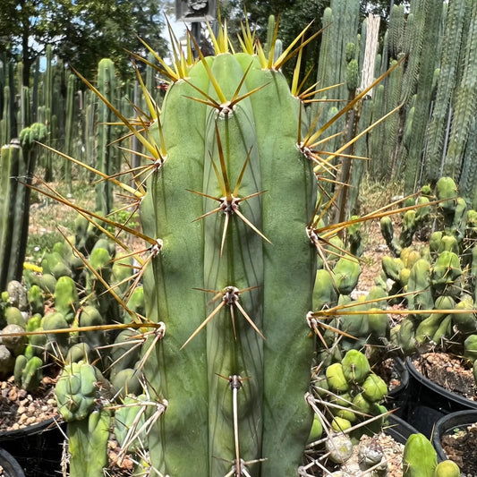 spiny pach - o0 10” tip cutting - live cactus plant