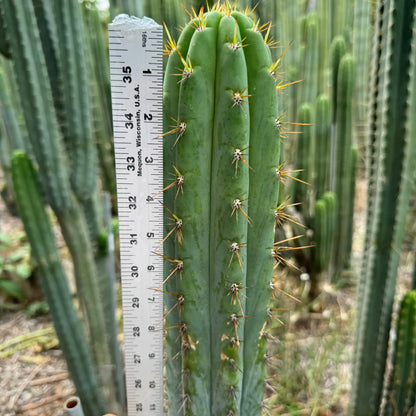 SS01 - 10” tip cutting - live cactus plant