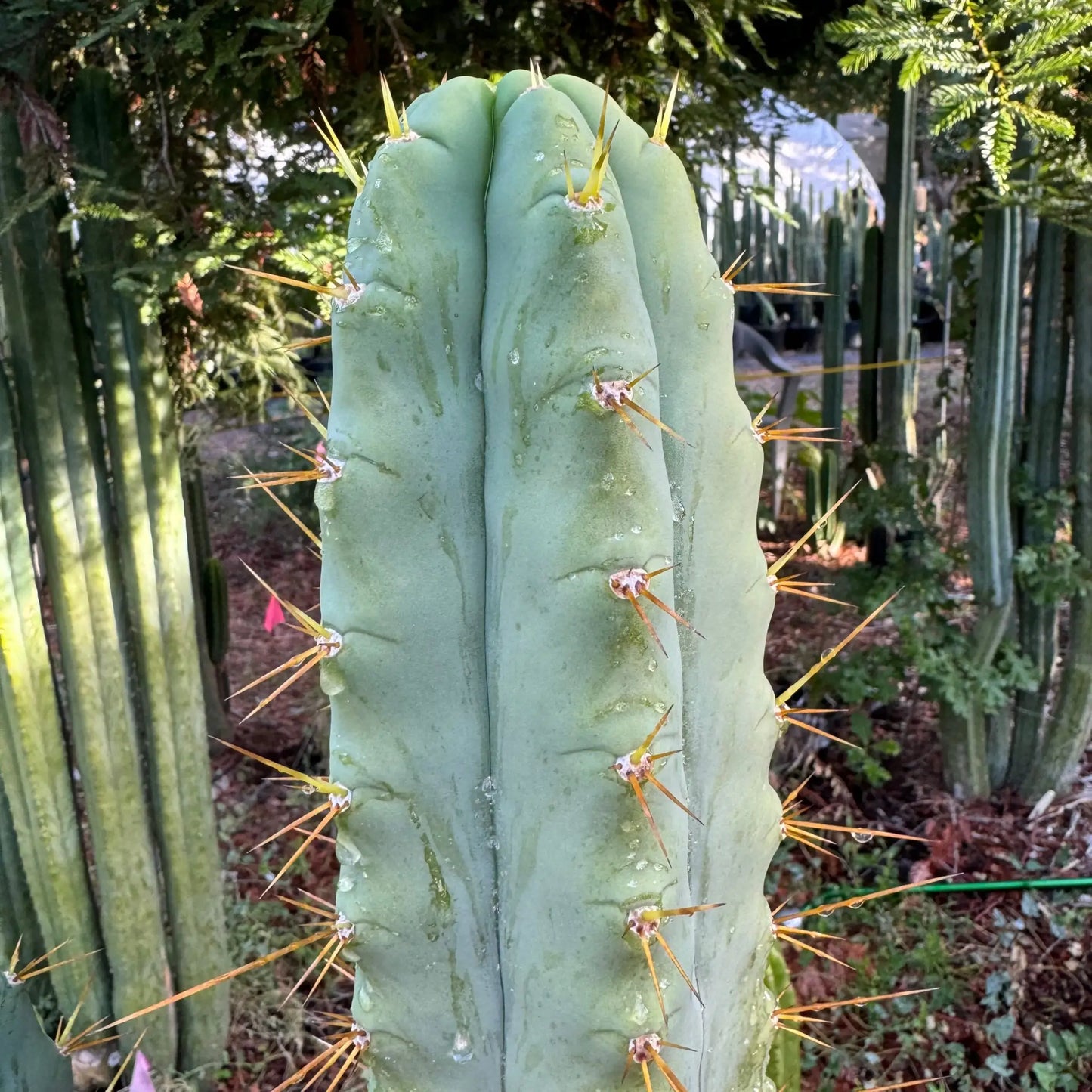 SS02 op - one 10” tip cutting - live cactus plant