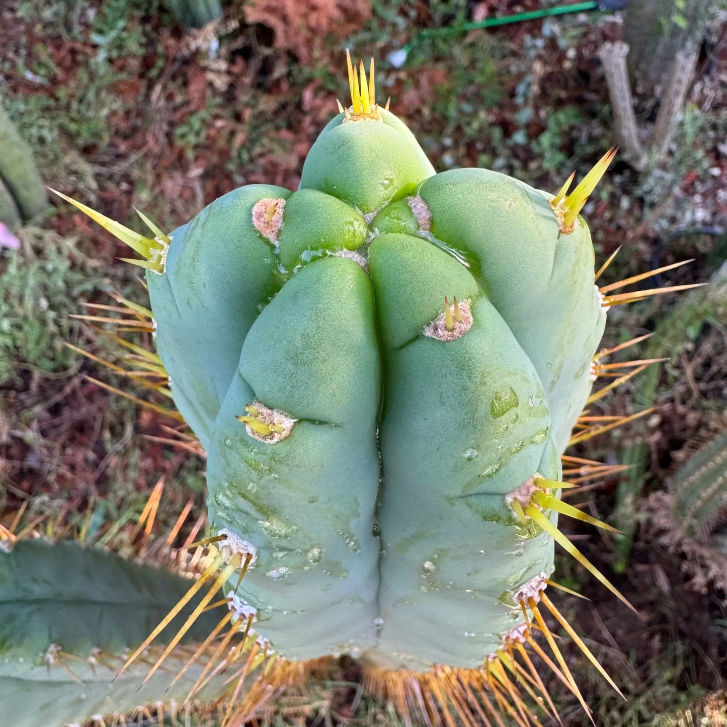 SS02 op - one 10” tip cutting - live cactus plant