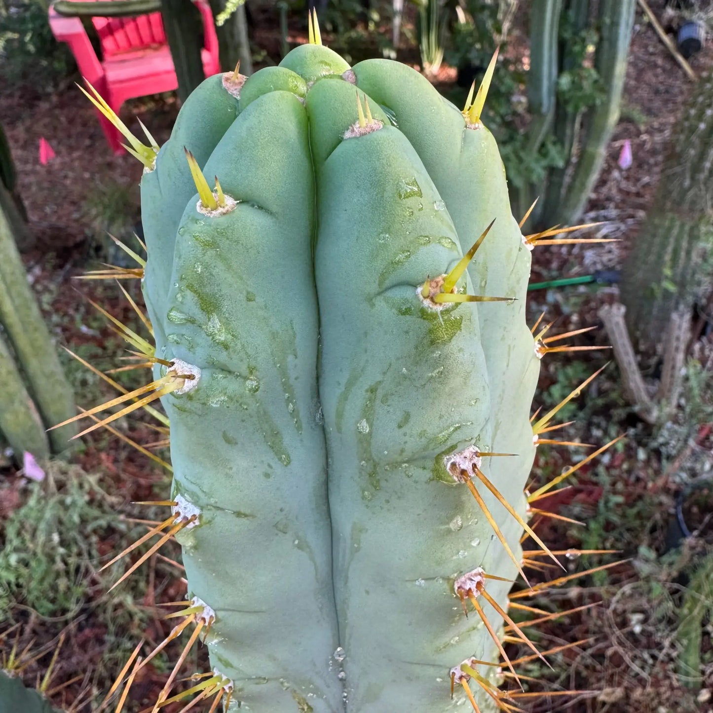 SS02 op - one 10” tip cutting - live cactus plant