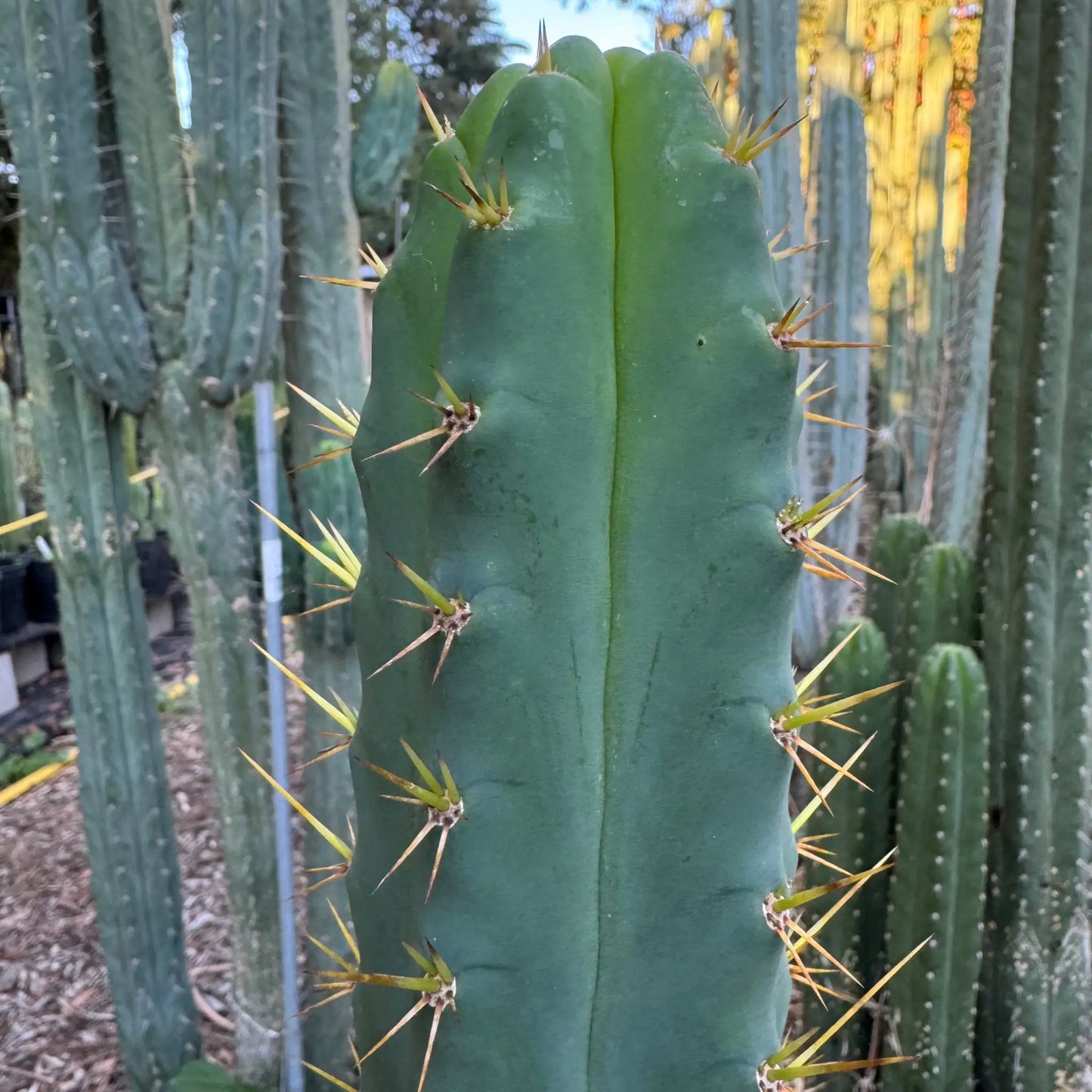 SS02 x BBG? - one 10” center cut - live cactus plant