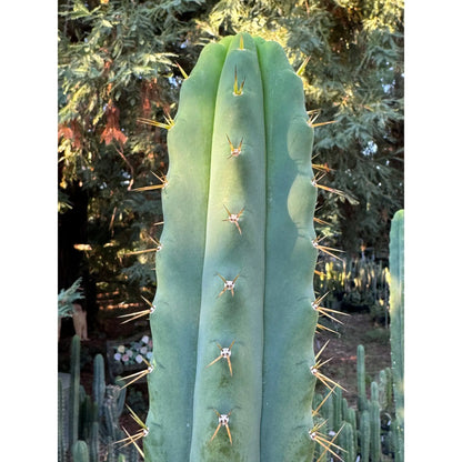 SS02 x BBG? - one 10” center cut - live cactus plant