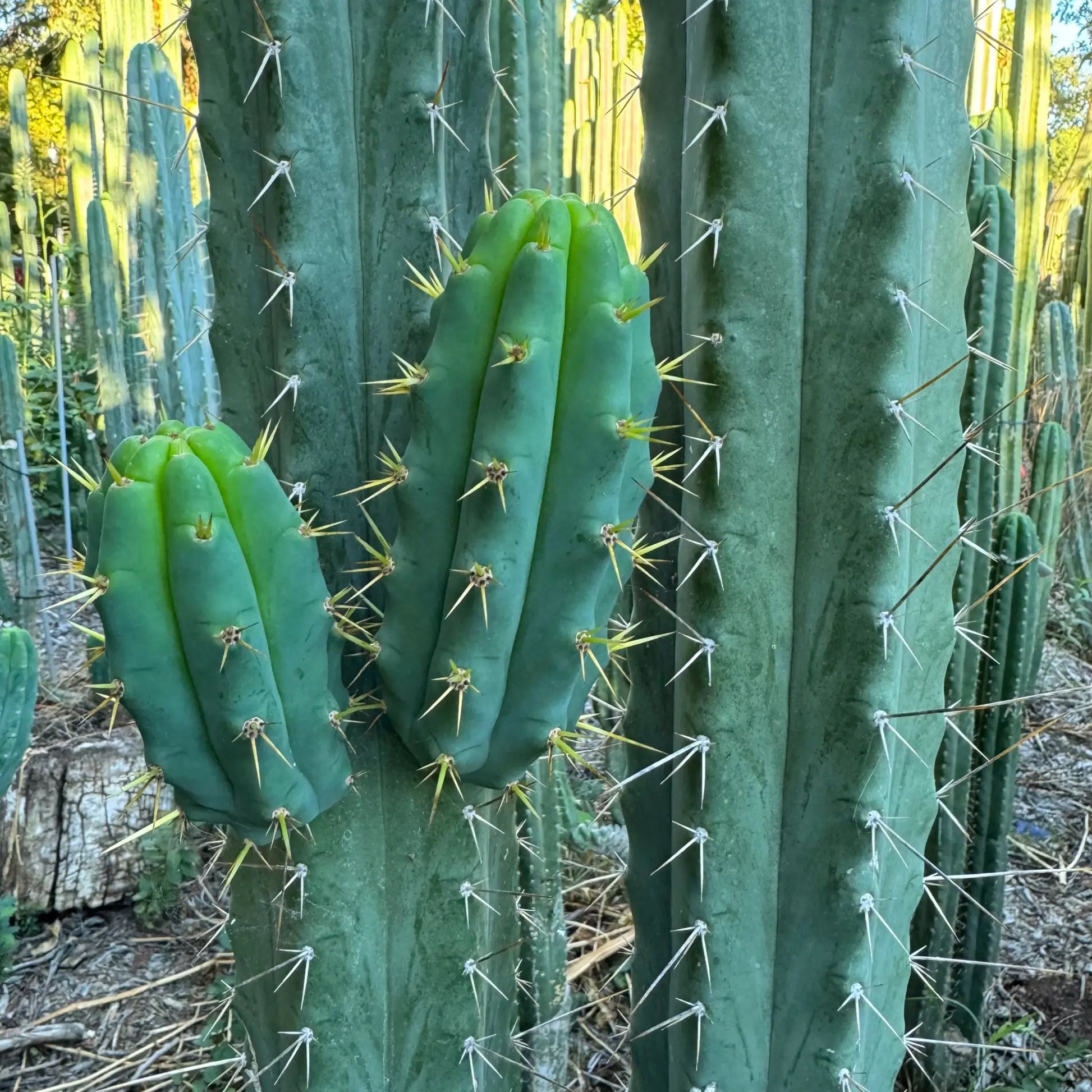 SS02 x BBG? - one 10” center cut - live cactus plant