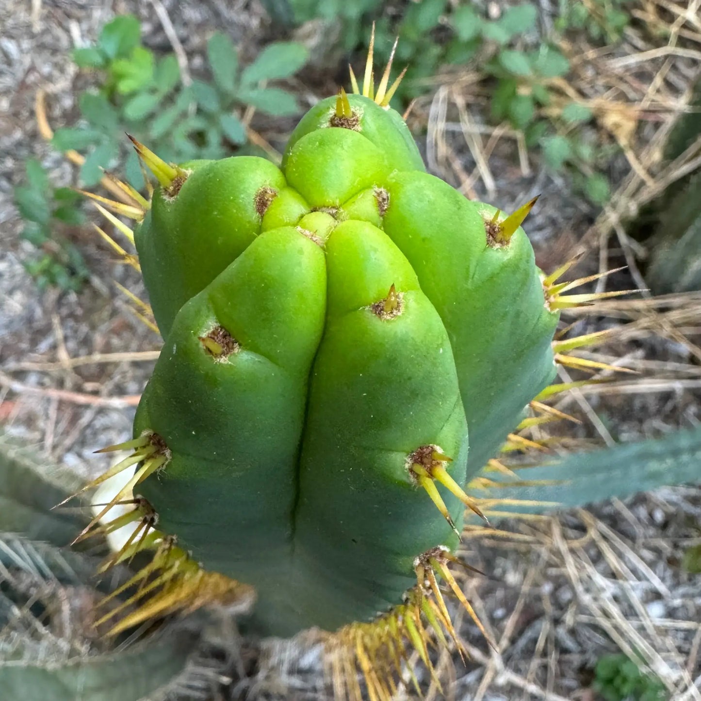 SS02 x BBG? - one 10” center cut - live cactus plant