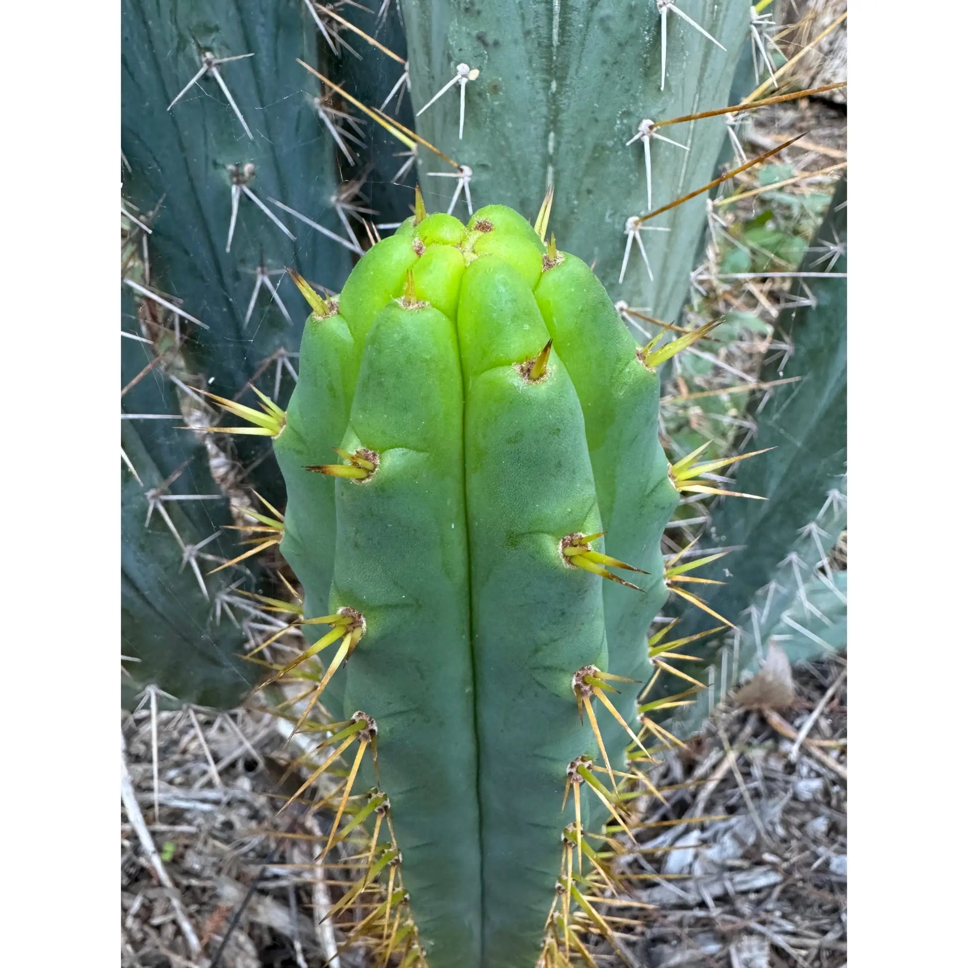 SS02 x BBG? - one 10” center cut - live cactus plant