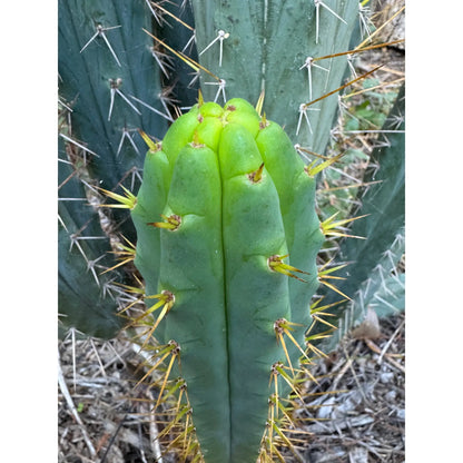 SS02 x BBG? - one 10” center cut - live cactus plant