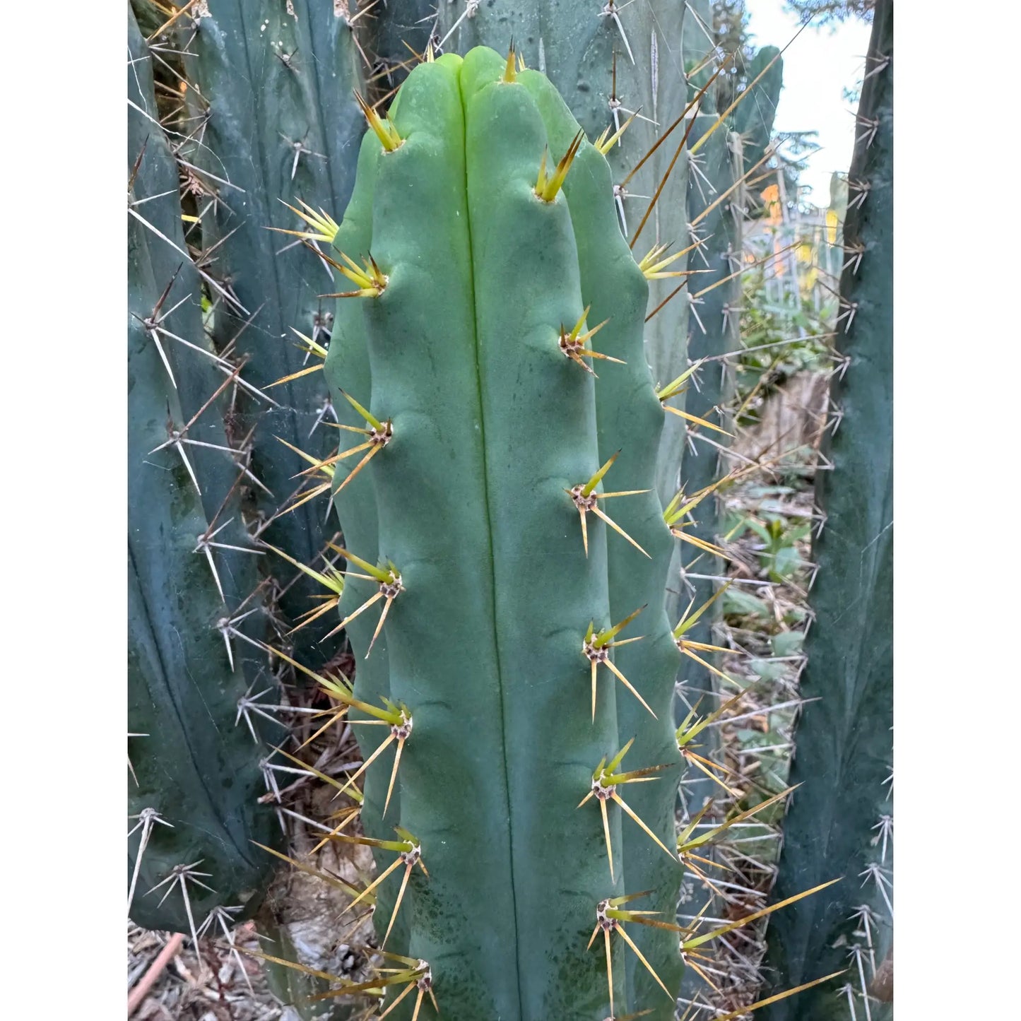 SS02 x BBG? - one 10” center cut - live cactus plant