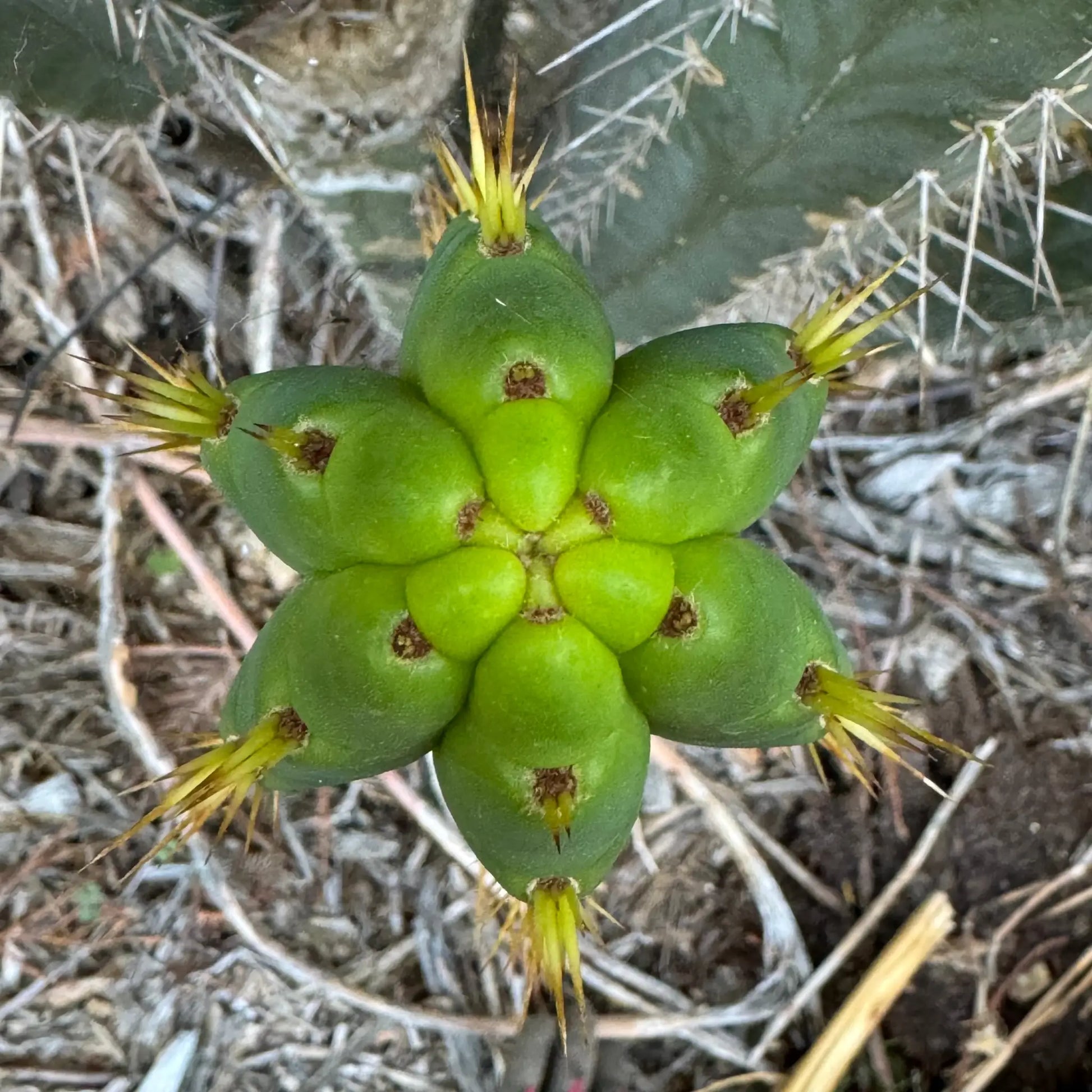 SS02 x BBG? - one 10” center cut - live cactus plant