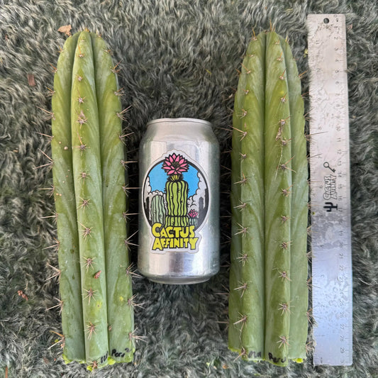 (SS02 x SS01) peru2 - one 10” tip cutting