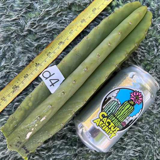 (SS02 x SS01) scop - d4 10” tip cut - live cactus plant