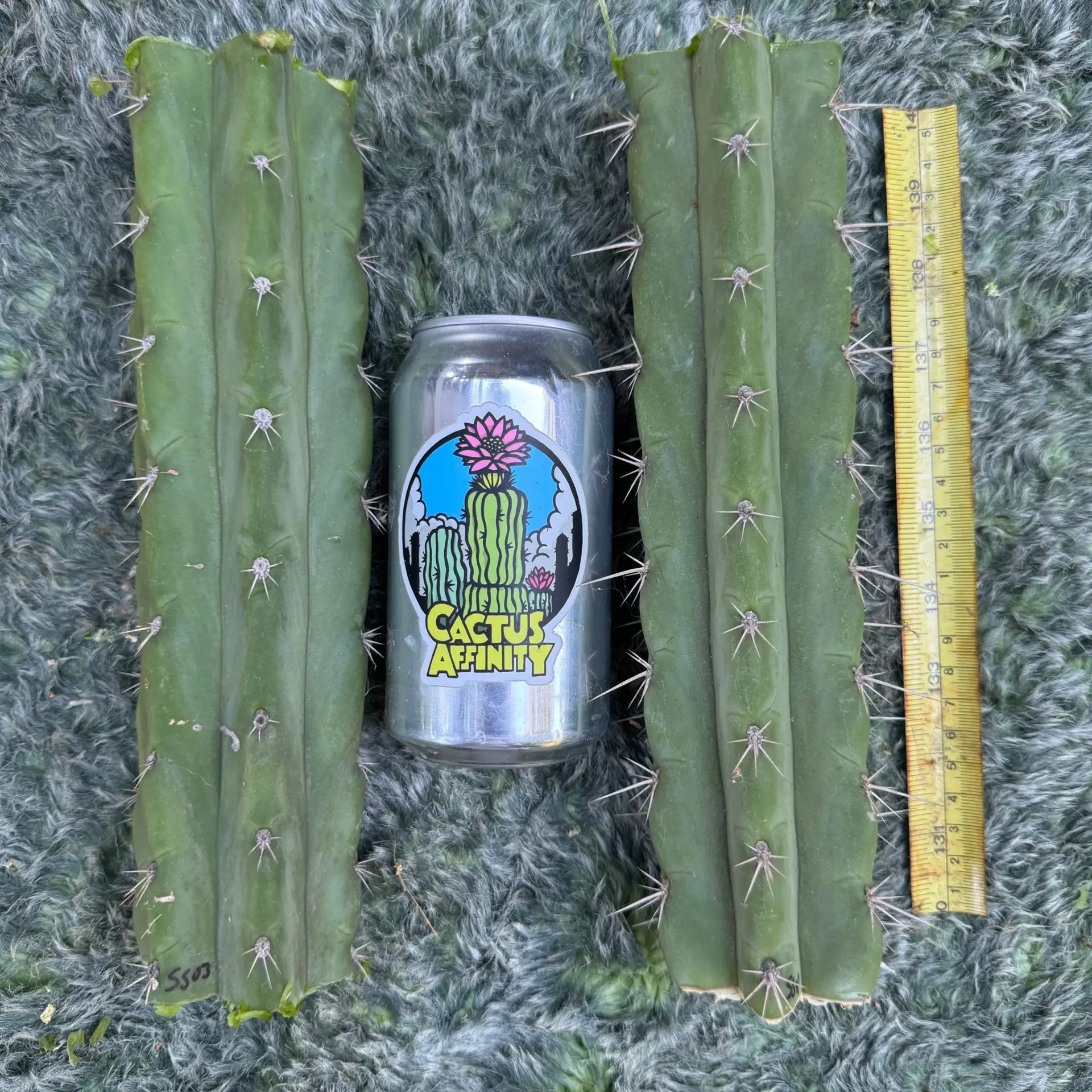 Cactus Affinity - SS03