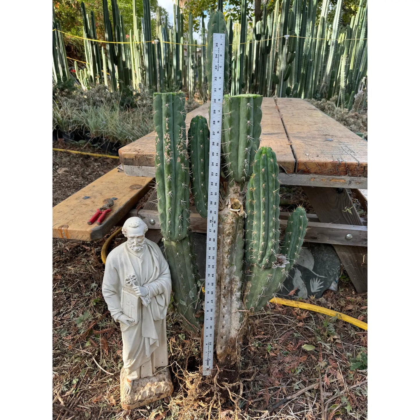 SS03 - local pick up - large bare root cactus plant