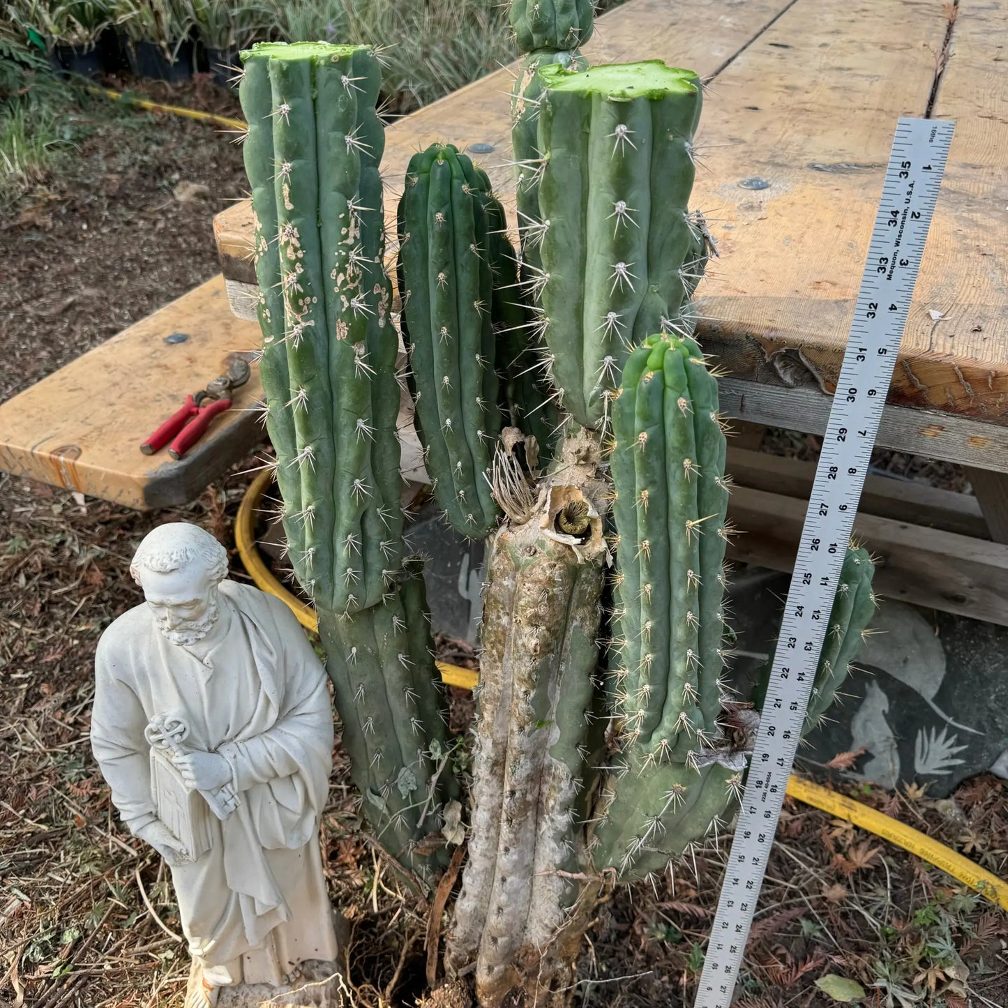 SS03 - local pick up - large bare root cactus plant