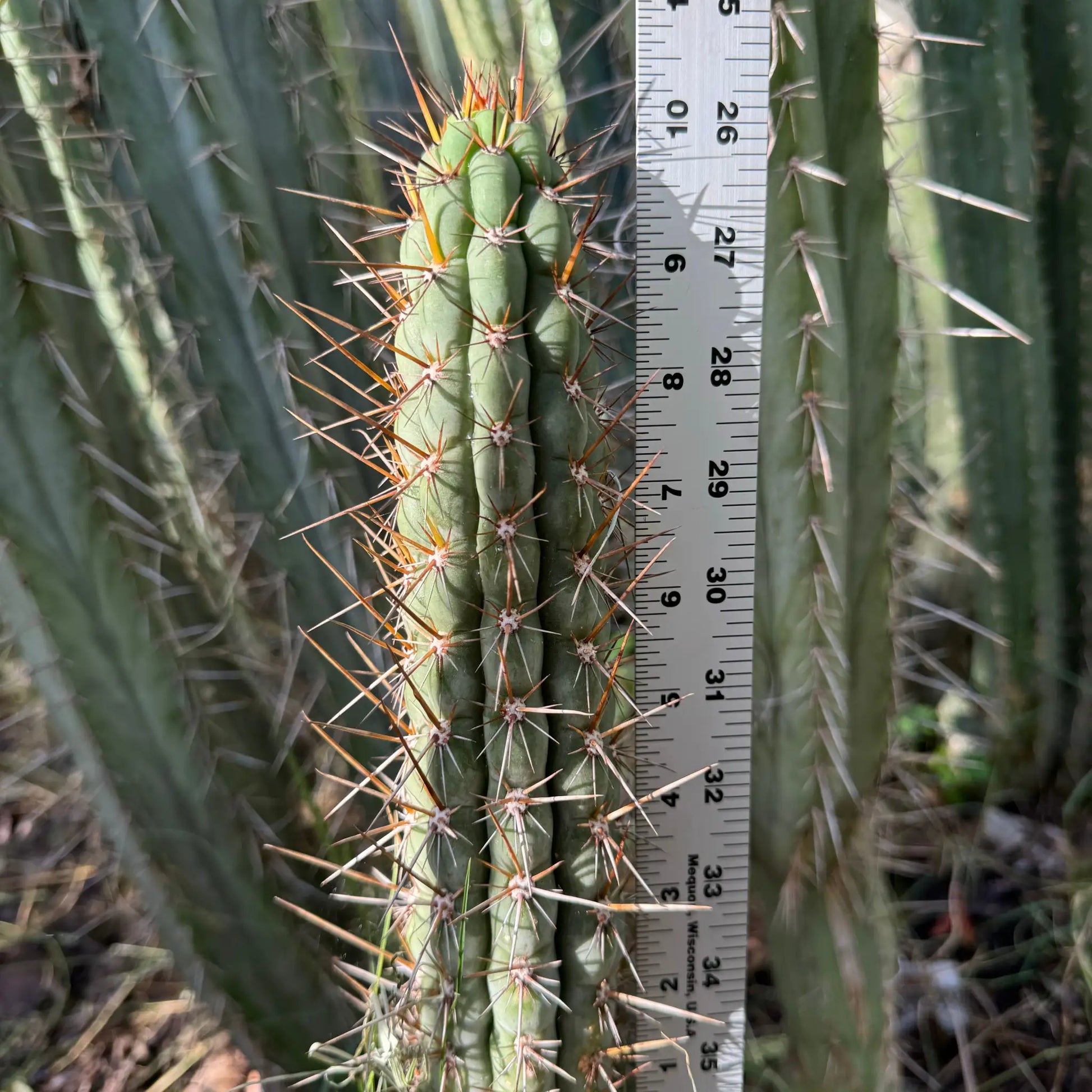 SS04 - one 10” tip cutting - live cactus plant