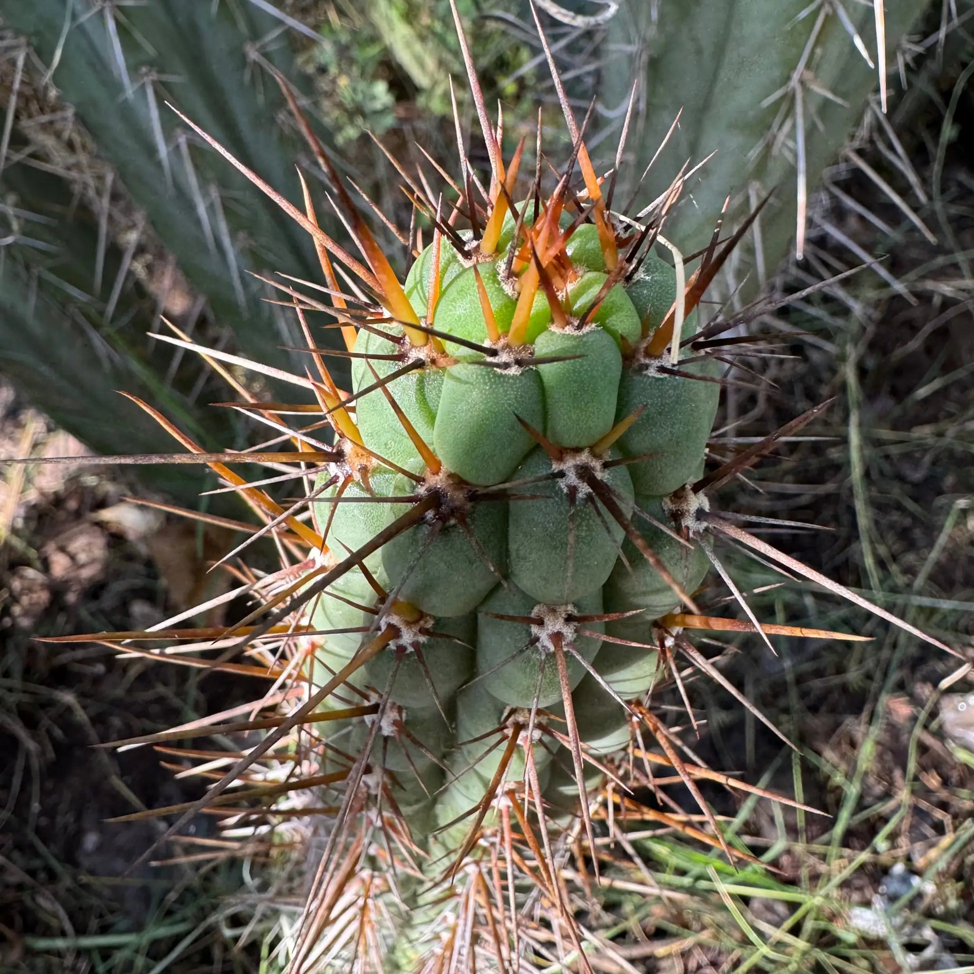 SS04 - one 10” tip cutting - live cactus plant