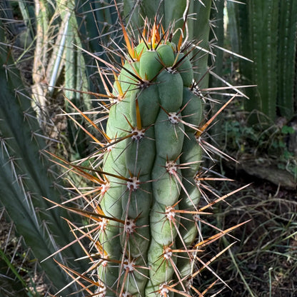 SS04 - one 10” tip cutting - live cactus plant