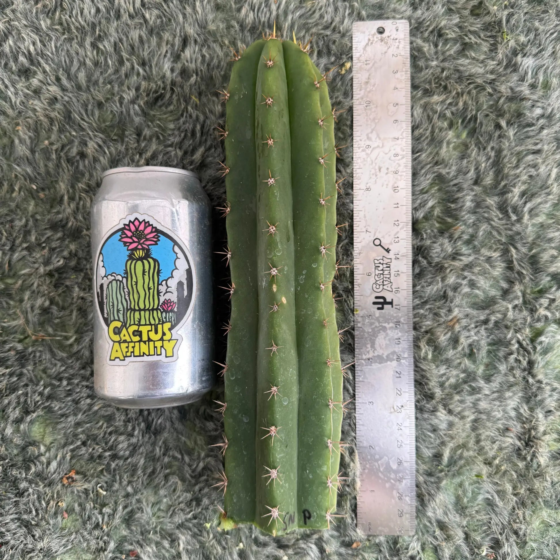Star Nursery Short Spine Peru - one 10” tip cutting