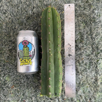 Star Nursery Short Spine Peru - one 10” tip cutting