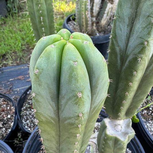 Star’s Ayacucho - live cactus plant