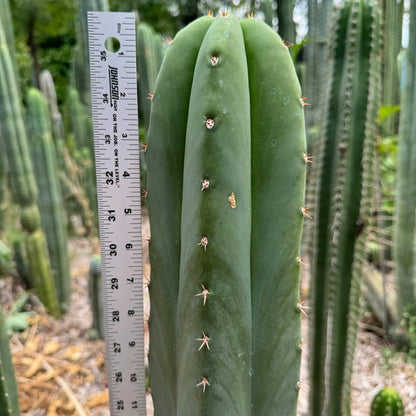 Super Pedro - 10” tip cutting - live cactus plant