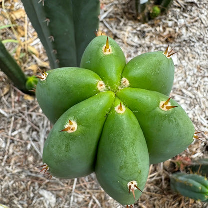 Super Pedro - 10” tip cutting - live cactus plant