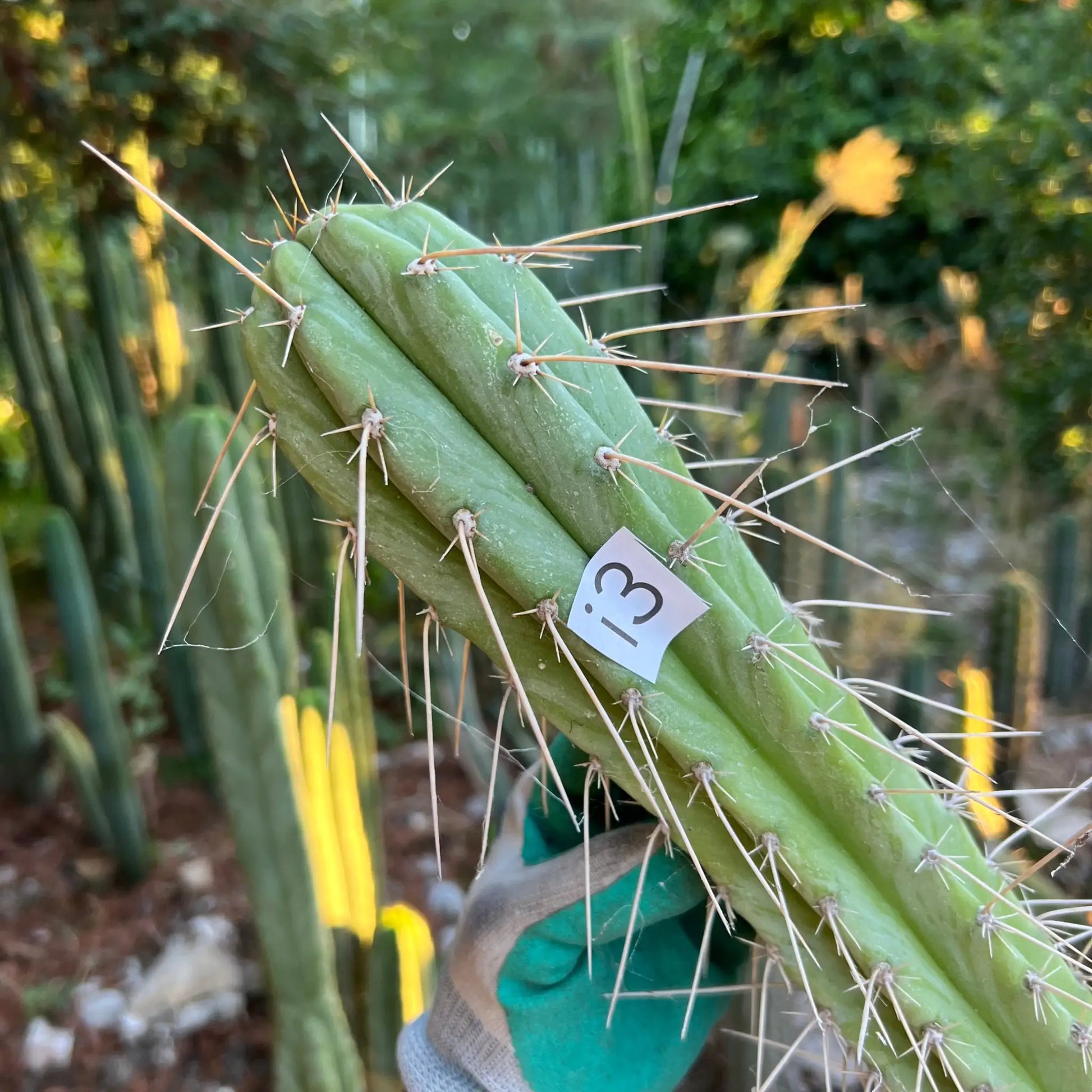 Suzanne - i3 14” tip cutting - live cactus plant