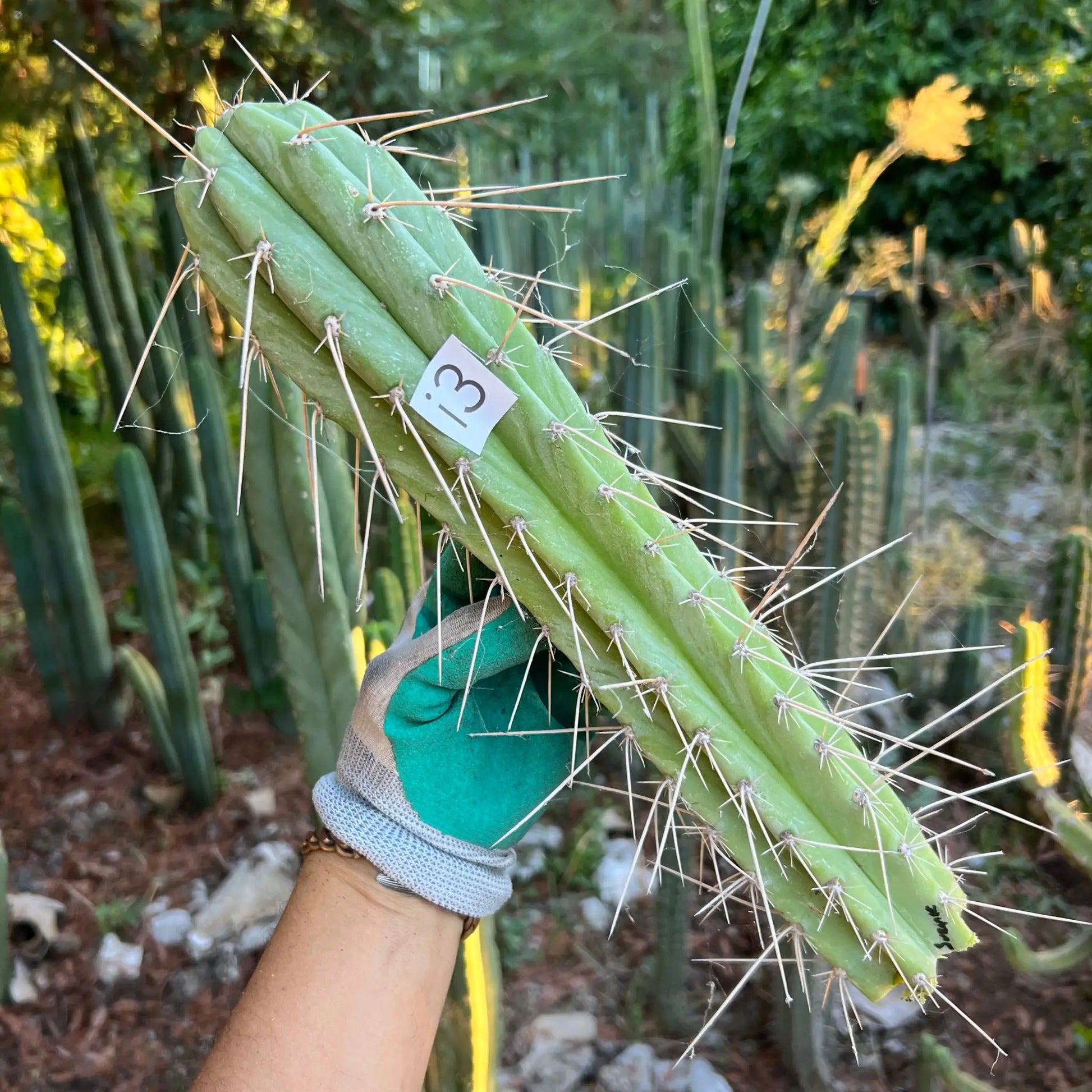 Suzanne - i3 14” tip cutting - live cactus plant