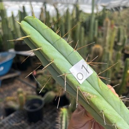 TAB - o1 14” tip cut - live cactus plant