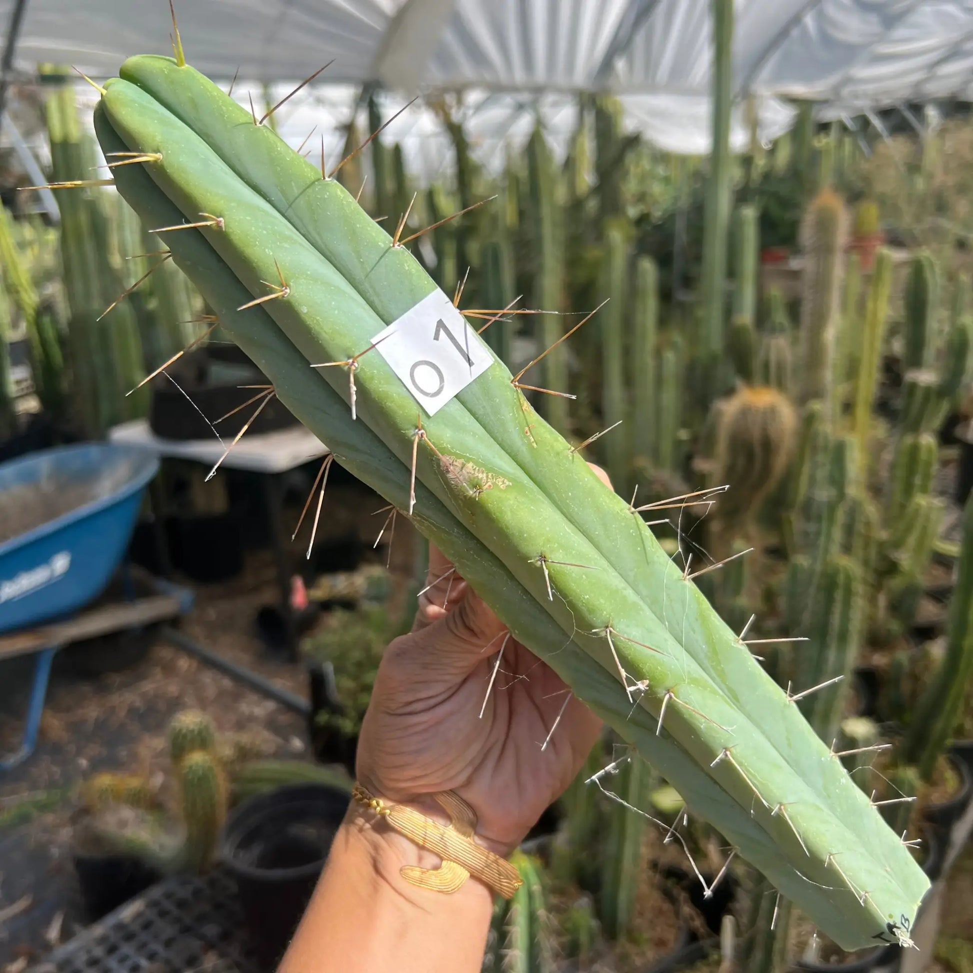 TAB - o1 14” tip cut - live cactus plant