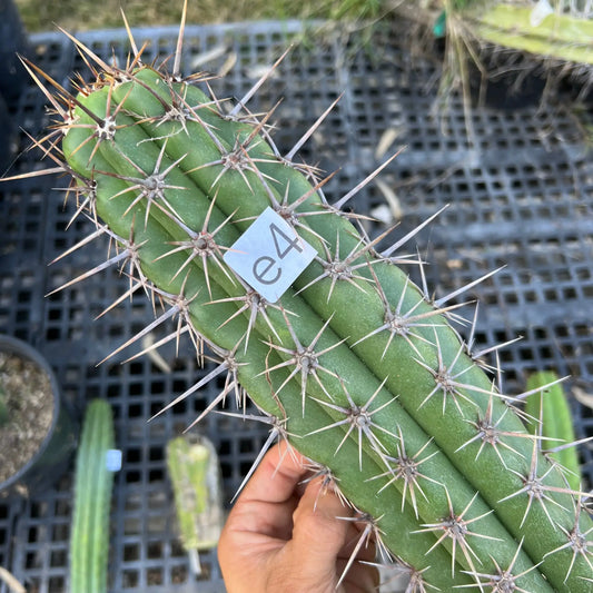 taquimbalensis - e4 15” tip cut - live cactus plant