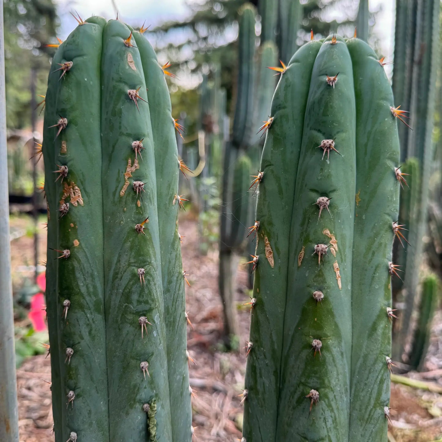 TCP - 10” tip cutting - live cactus plant