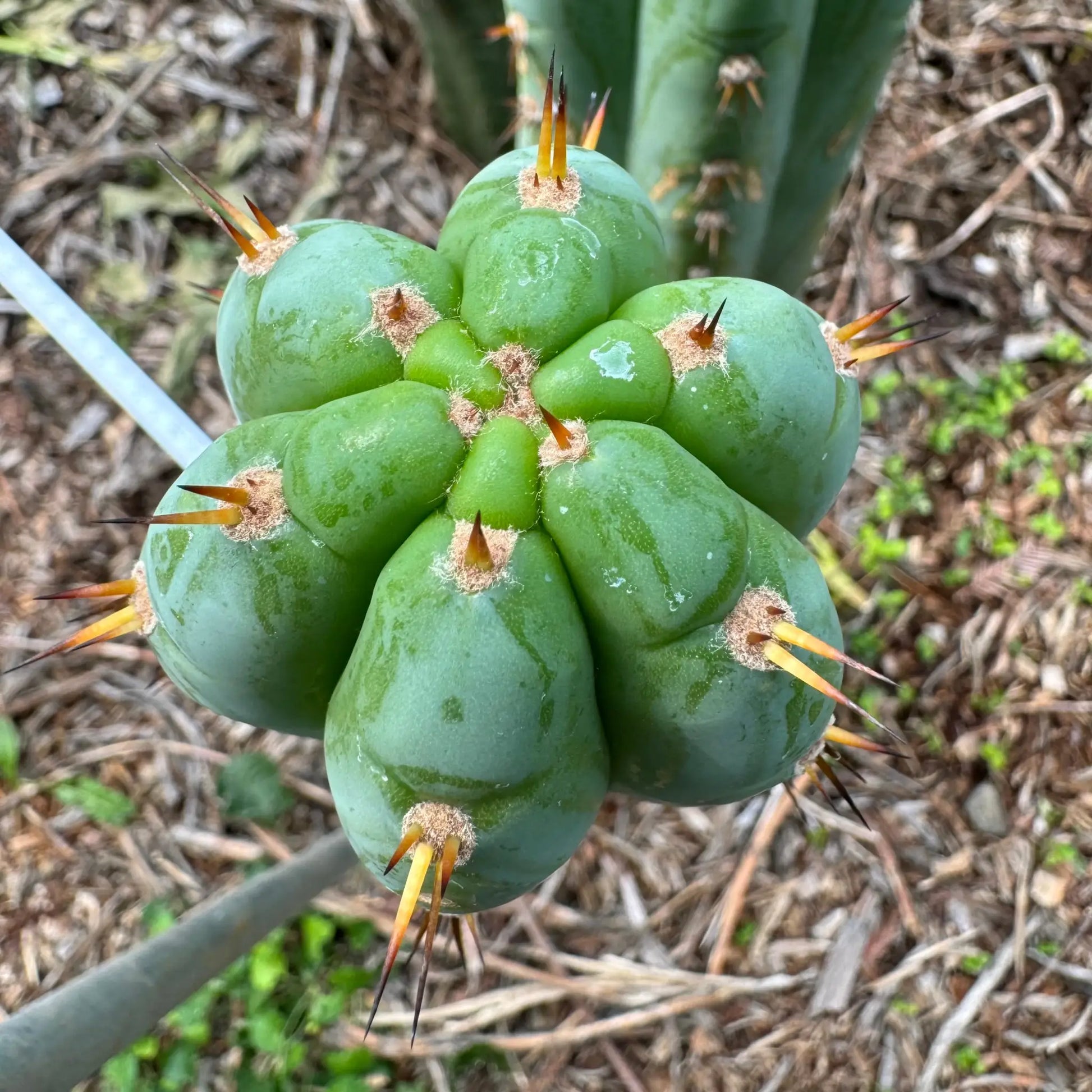 TCP - 10” tip cutting - live cactus plant