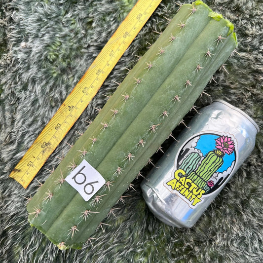 TCP - Cactus Plants - b6 9” center cutting - live cactus