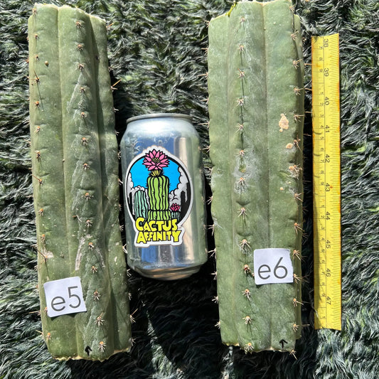 TCP - JS417 - a7 10” center cut - live cactus plant