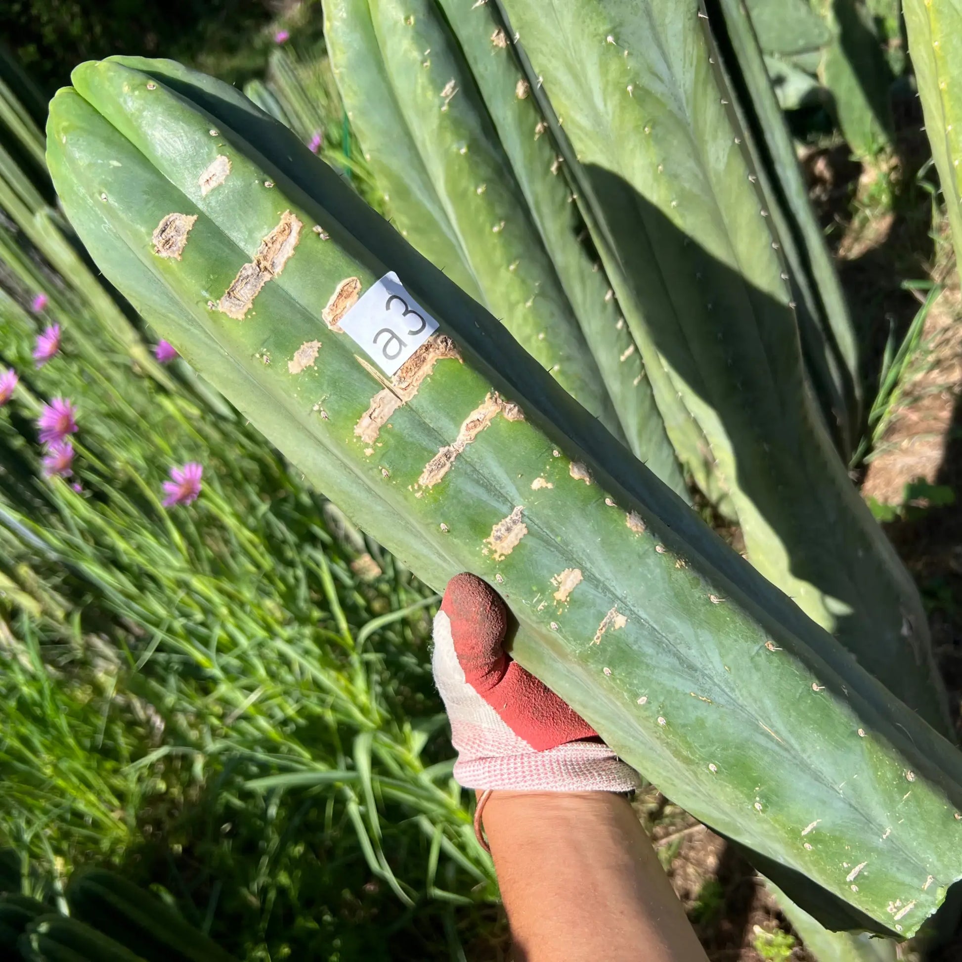 TCP - long cuttings - a3 17” tip cut - live cactus plant