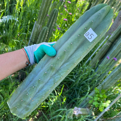 TCP - long cuttings - a5 17” tip cut - live cactus plant