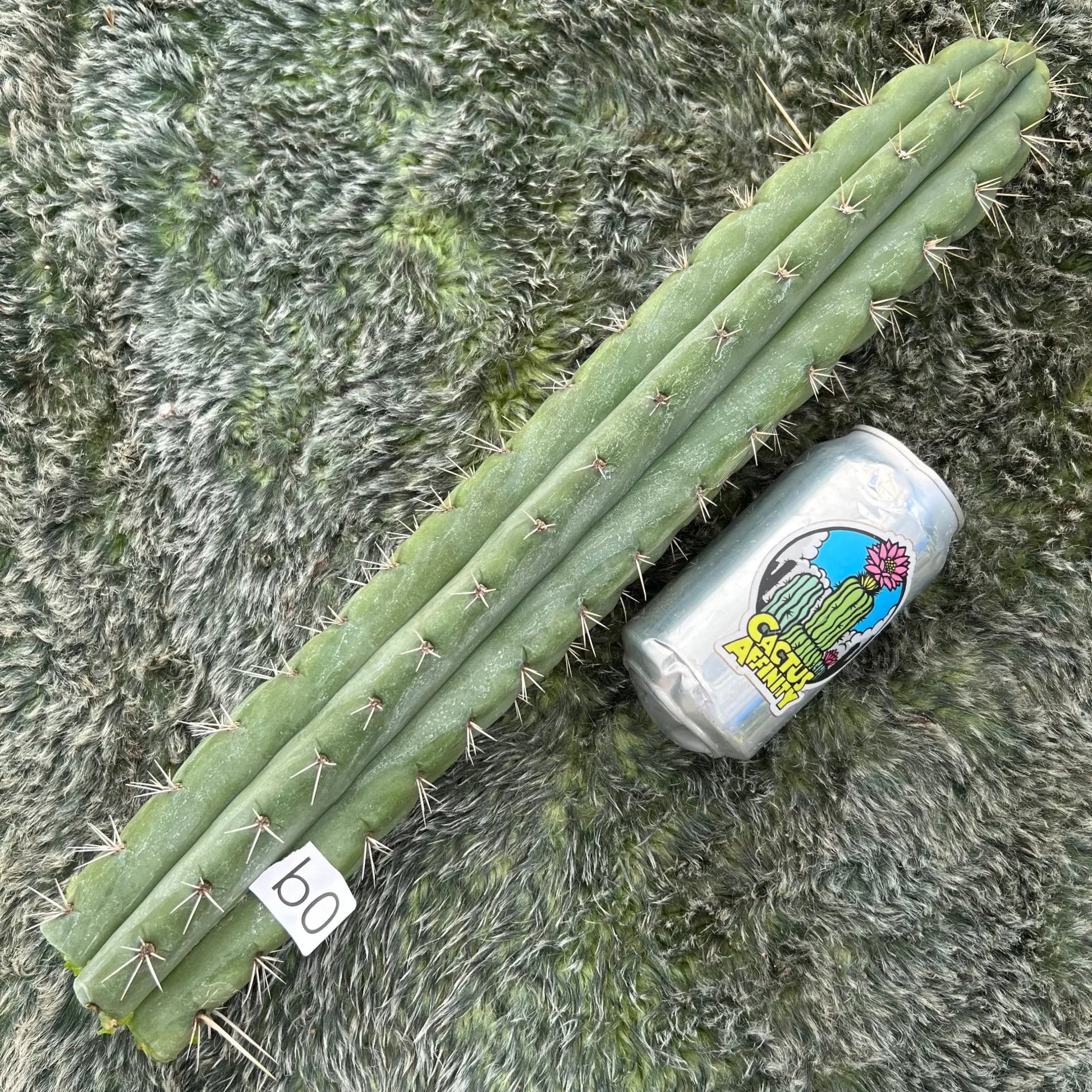 TCP - long cuttings - b0 17” tip cut - live cactus plant