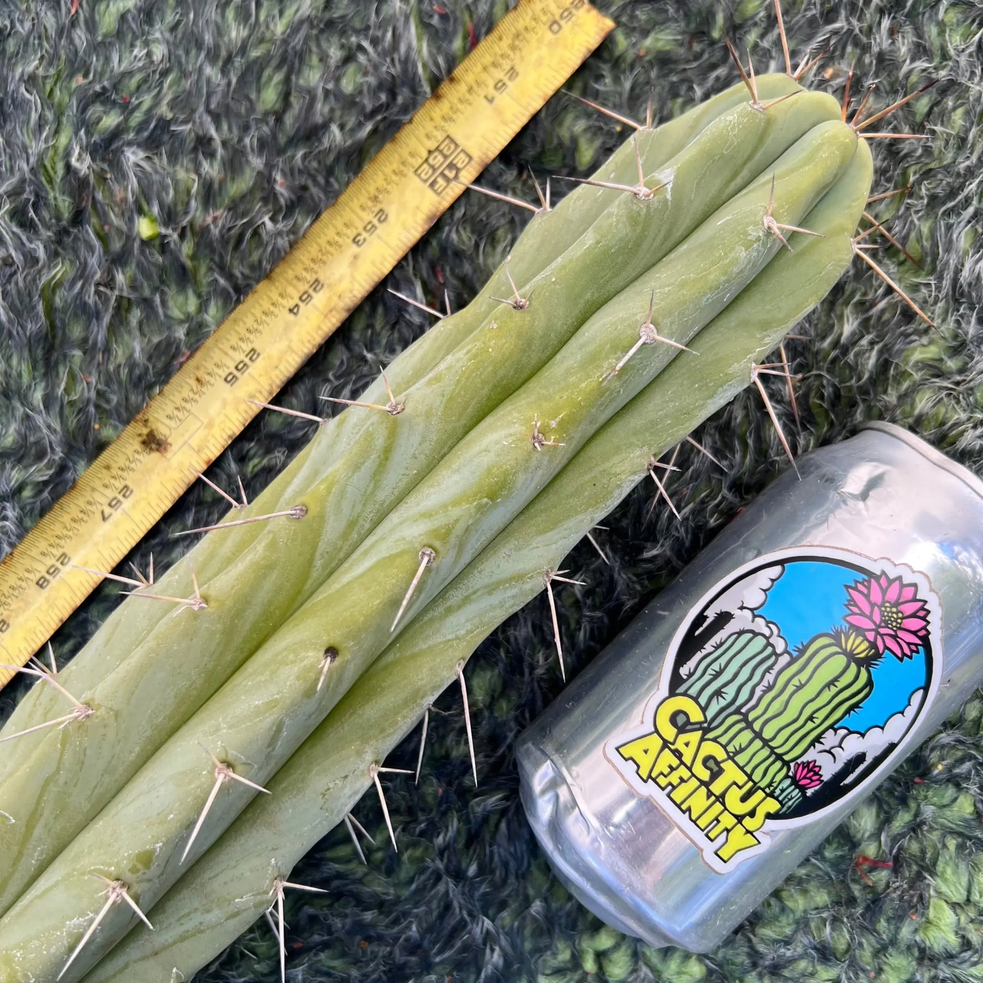 TCP - long cuttings - b4 18” tip cut - live cactus plant