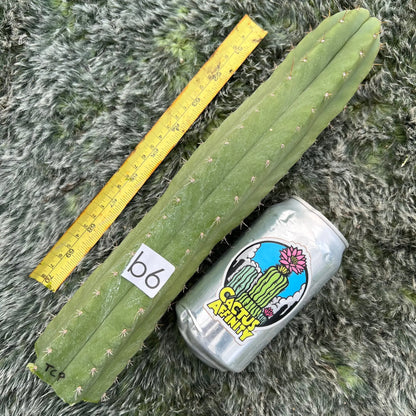 TCP - long cuttings - b6 13” tip cut - live cactus plant