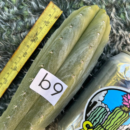 TCP - long cuttings - b9 14” tip cut - live cactus plant
