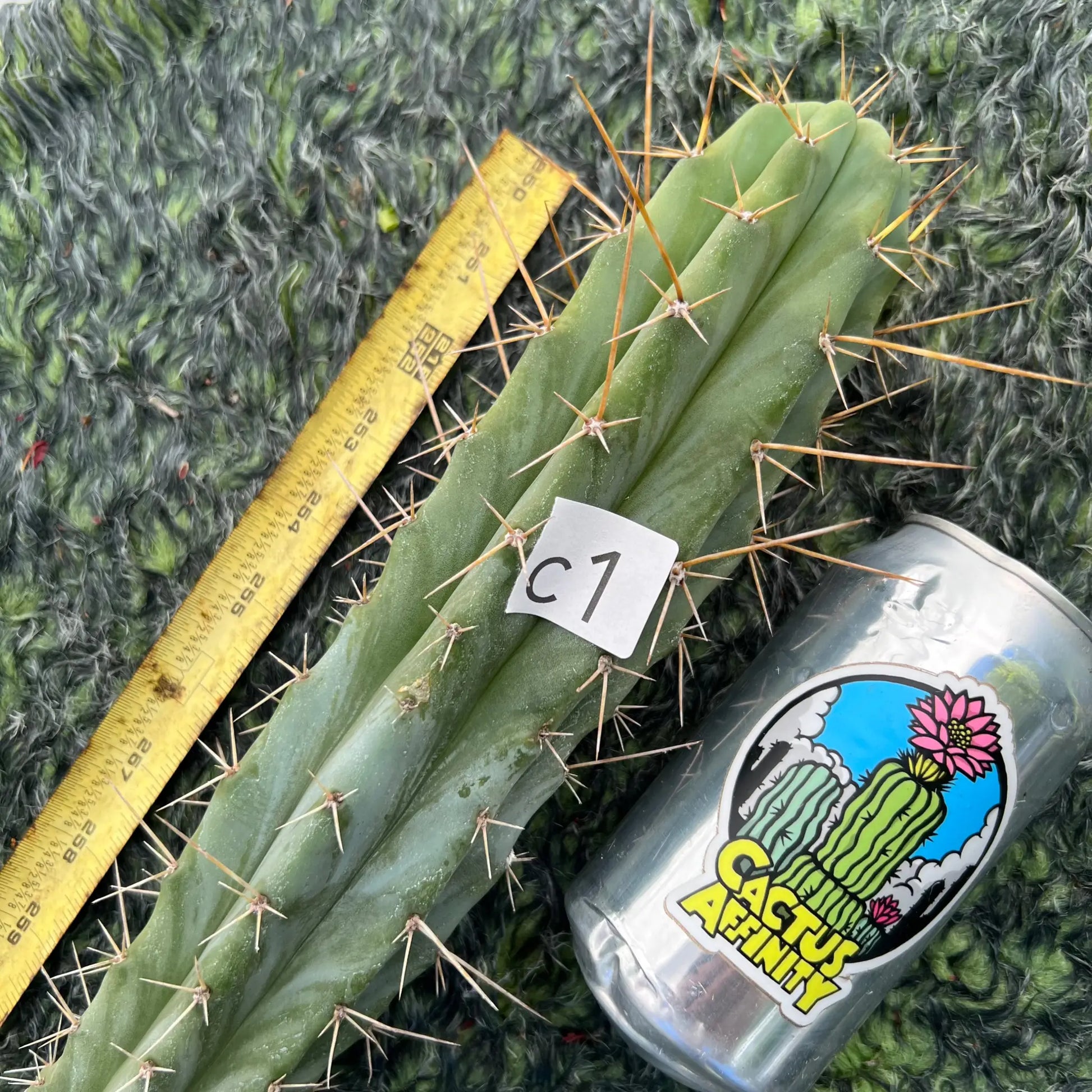 TCP - long cuttings - c1 14” tip cut - live cactus plant